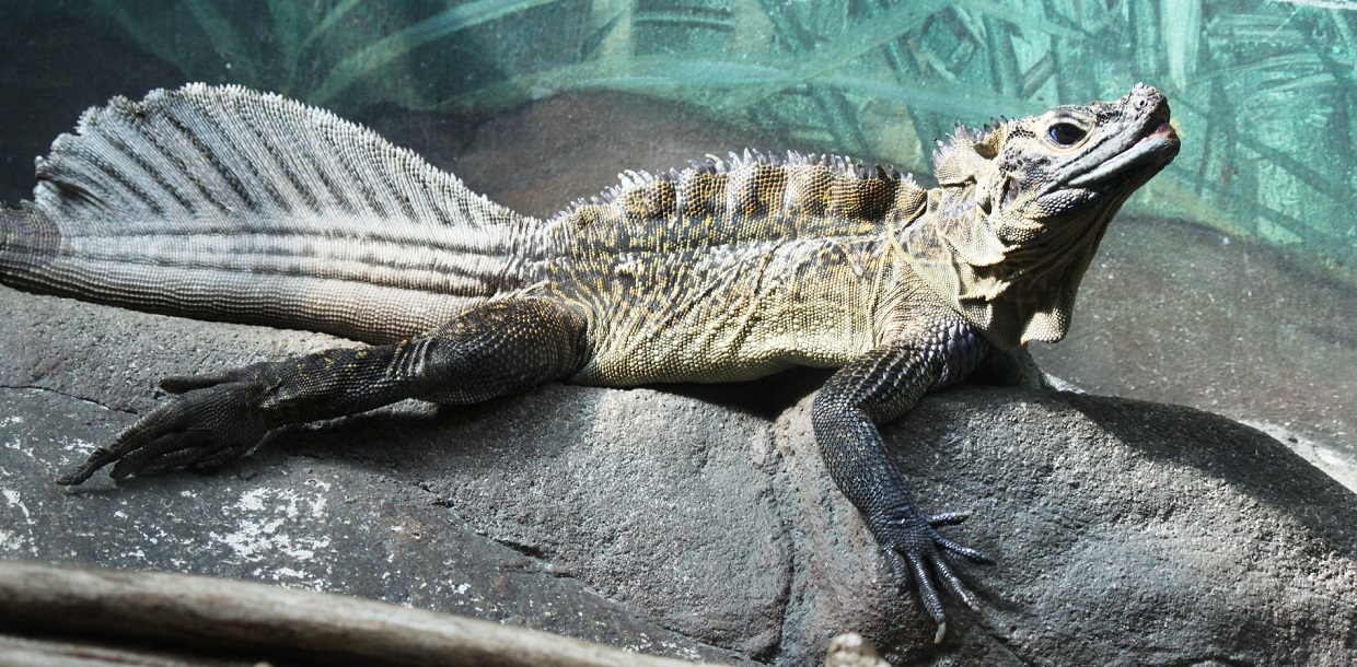Pet Sailfin Dragon Lizard Care Guide If you look to the map towards the isl...