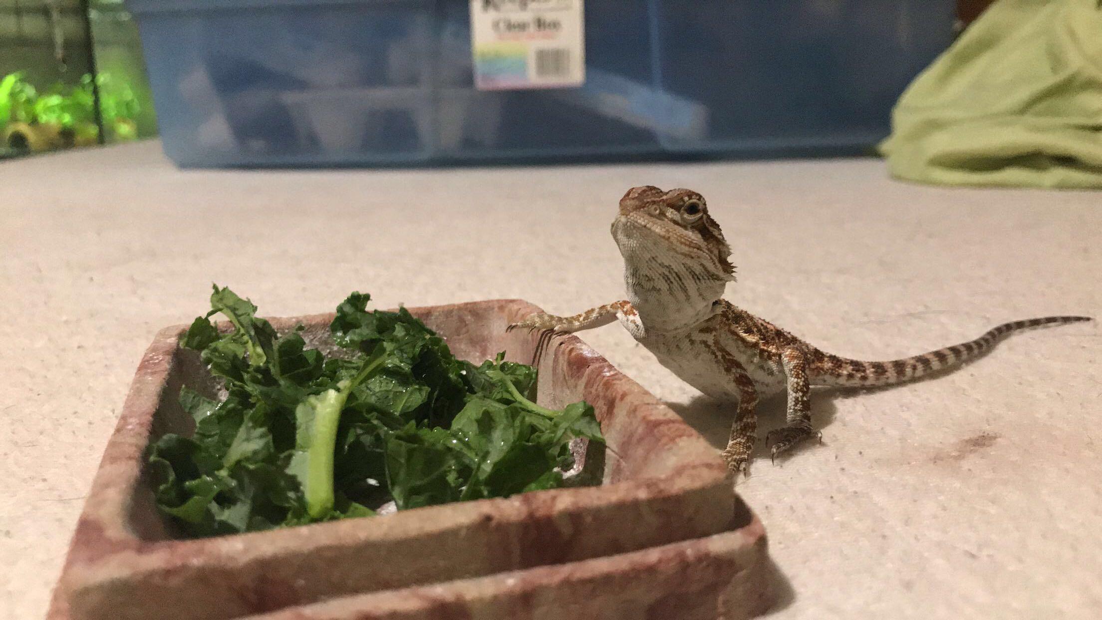 Can Bearded Dragons Eat Kale 2021 Good for Pet Beardies to Have? 